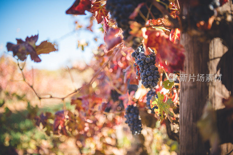 在Cape Wine Lands，设拉子葡萄在秋季收获前会挂在葡萄藤上